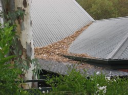 Gutter Cleaning Leaves